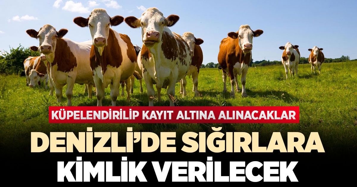 Denizli’de sığırlara kimlik verilecek