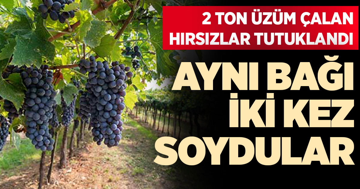 Bağdan 2 ton üzüm çalan hırsızlar tutuklandı