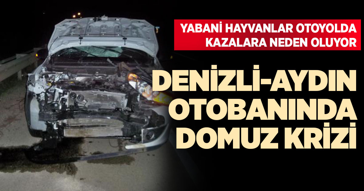 Denizli-Aydın otobanında domuz krizi